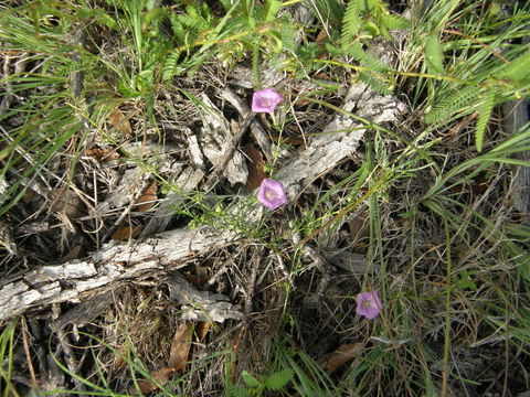 Imagem de Ipomoea capillacea (Kunth) G. Don