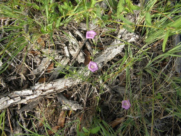 Plancia ëd Ipomoea capillacea (Kunth) G. Don