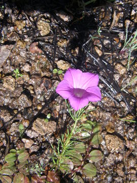 Plancia ëd Ipomoea capillacea (Kunth) G. Don