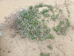 Image of seaside buckwheat