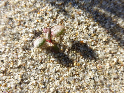 Image of seaside buckwheat