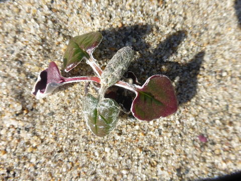 Image of seaside buckwheat