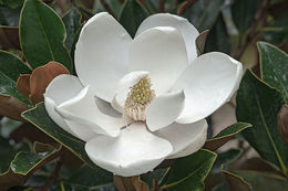 Image of southern magnolia