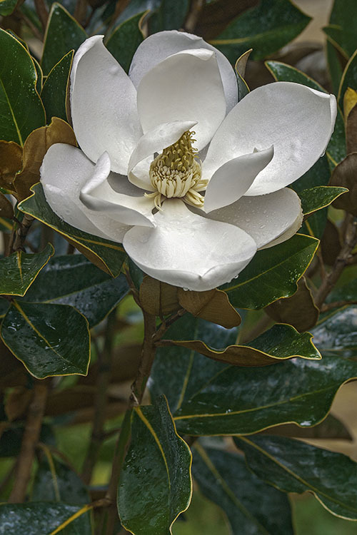 Image of southern magnolia