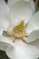 Image of southern magnolia