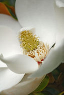 Image of southern magnolia