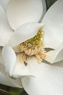 Image of southern magnolia