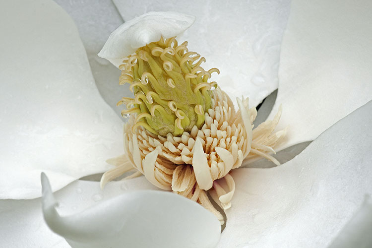 Image of southern magnolia