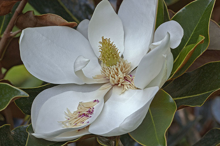 Image of southern magnolia