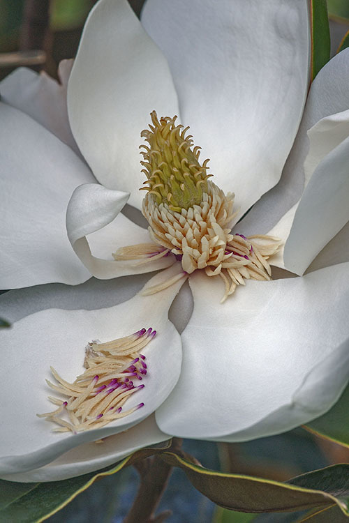 Image of southern magnolia