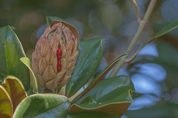 Image of southern magnolia