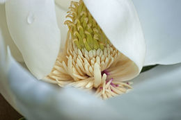 Image of southern magnolia