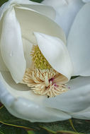 Image of southern magnolia