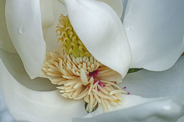 Image of southern magnolia