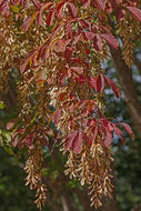 Image of Acer henryi Pax