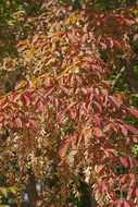 Image of Acer henryi Pax