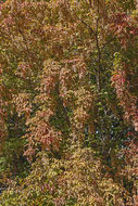 Image of Acer henryi Pax