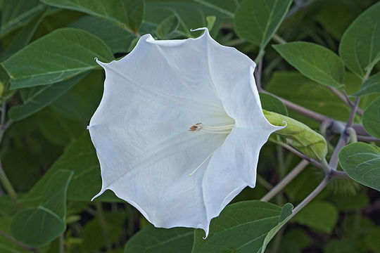 Image de Datura metel L.