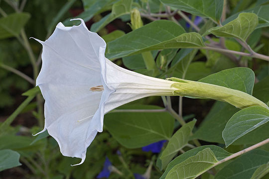 Imagem de Datura metel L.