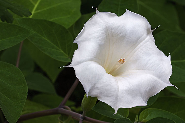 Imagem de Datura metel L.