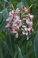 Слика од Hedychium coccineum Buch.-Ham. ex Sm.