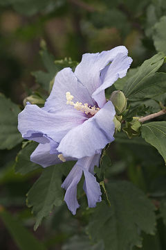 Image of rose of Sharon