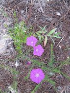 Plancia ëd Ipomoea capillacea (Kunth) G. Don