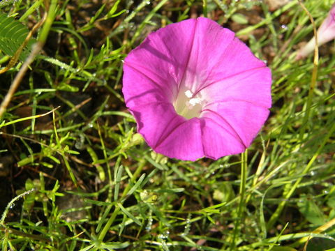 Plancia ëd Ipomoea capillacea (Kunth) G. Don