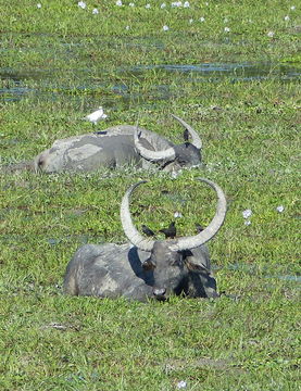 Image of Asian Buffalo