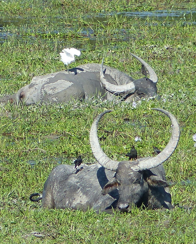 Image of Asian Buffalo