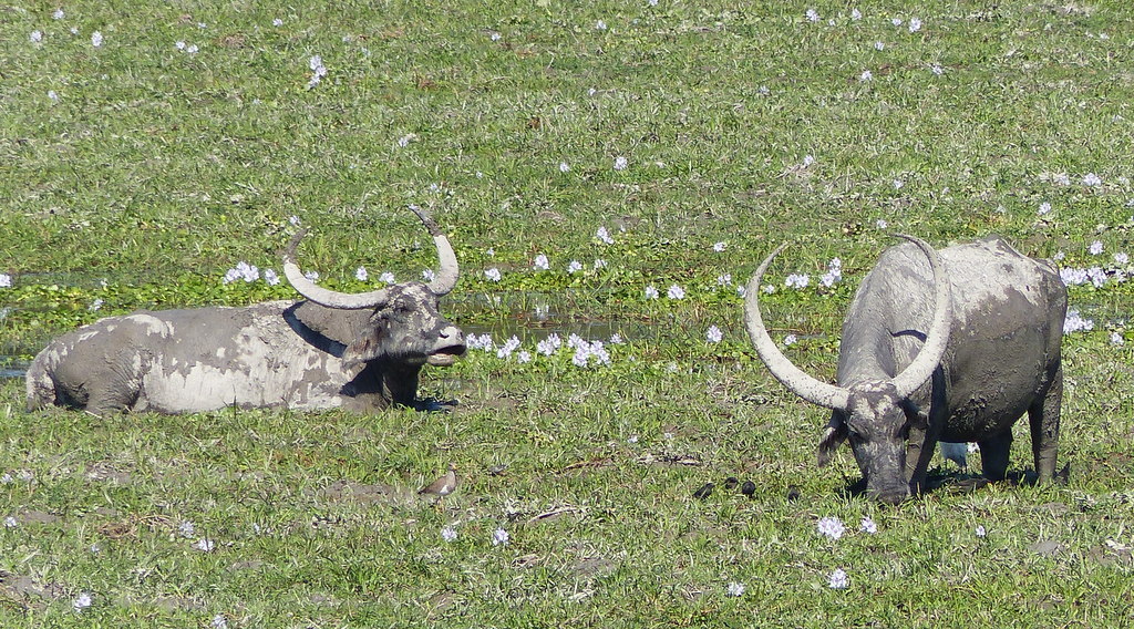 Image of Asian Buffalo