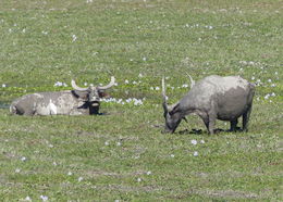 Image of Asian Buffalo