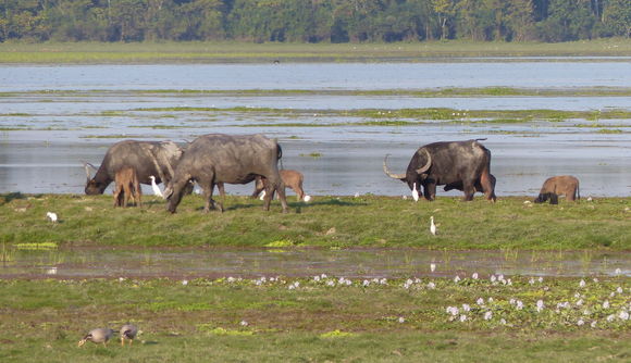 Image of Asian Buffalo