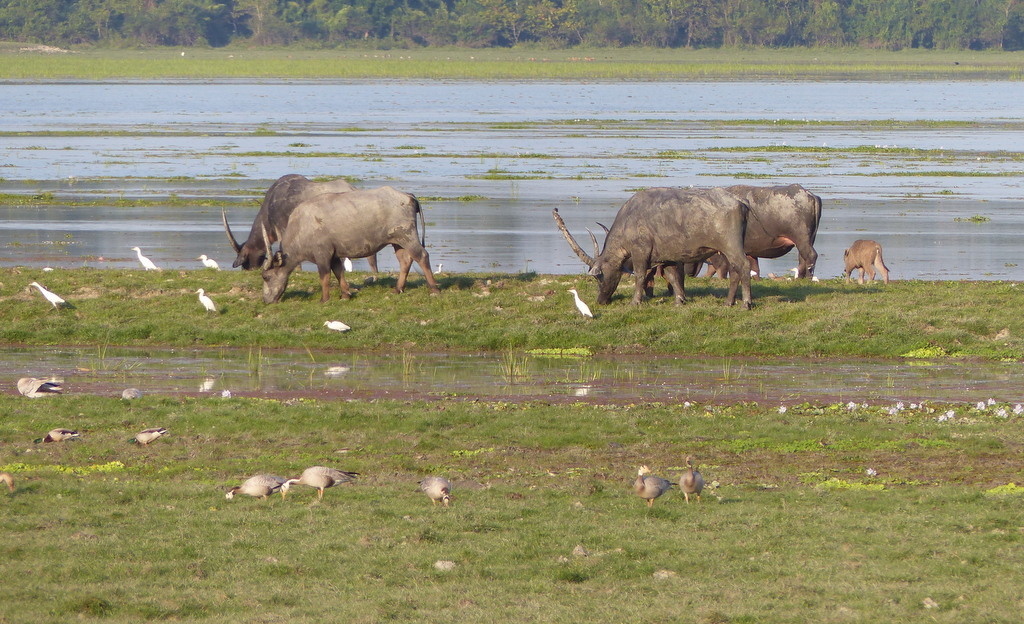 Image of Asian Buffalo