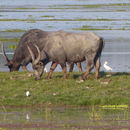 Image of Asian Buffalo