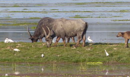 Image of Asian Buffalo