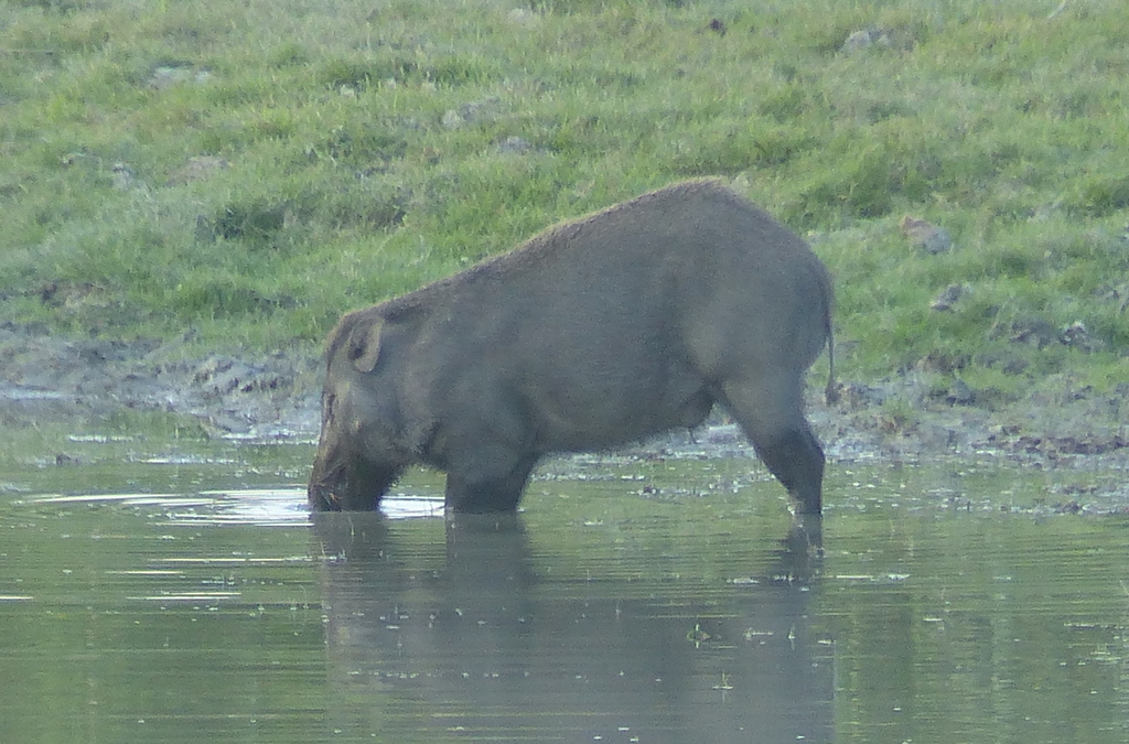 Image of Wild Boar