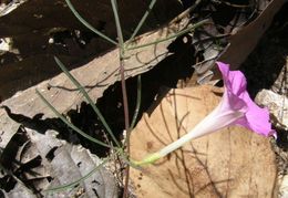 Plancia ëd Ipomoea capillacea (Kunth) G. Don