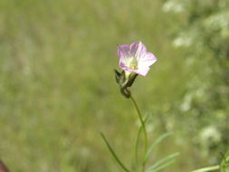 Image of crestrib morning-glory