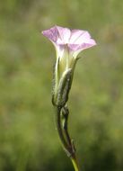 Image of crestrib morning-glory