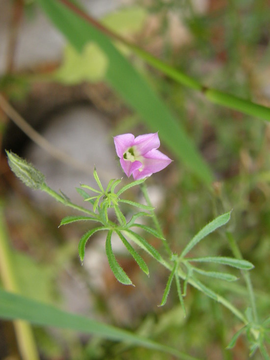 Image of crestrib morning-glory