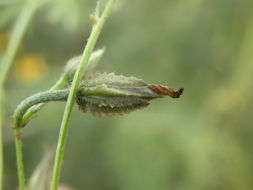 Image of crestrib morning-glory