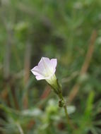 Image of crestrib morning-glory