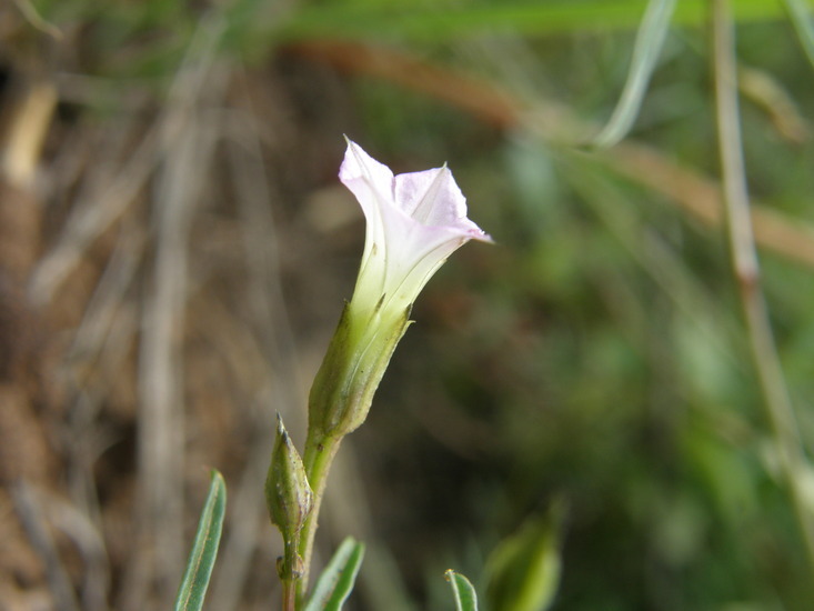 Image of crestrib morning-glory