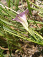 Image of crestrib morning-glory