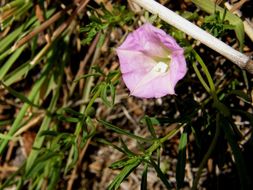 Image of crestrib morning-glory