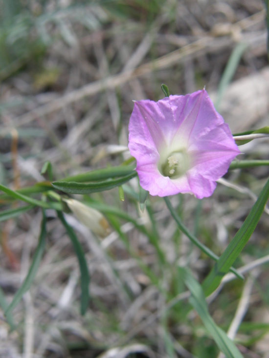 Image of crestrib morning-glory