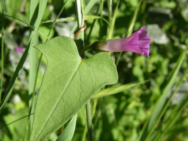 Ipomoea dumetorum Willd. ex Roem. & Schult.的圖片