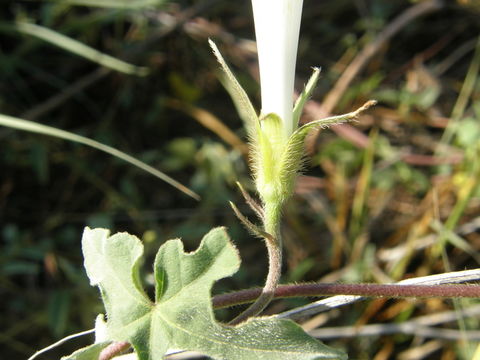 Image of Lindheimer's Morning-Glory