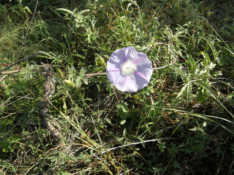 Слика од Ipomoea lindheimeri A. Gray